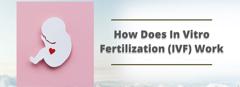 How Does In Vitro Fertilization (IVF) Work